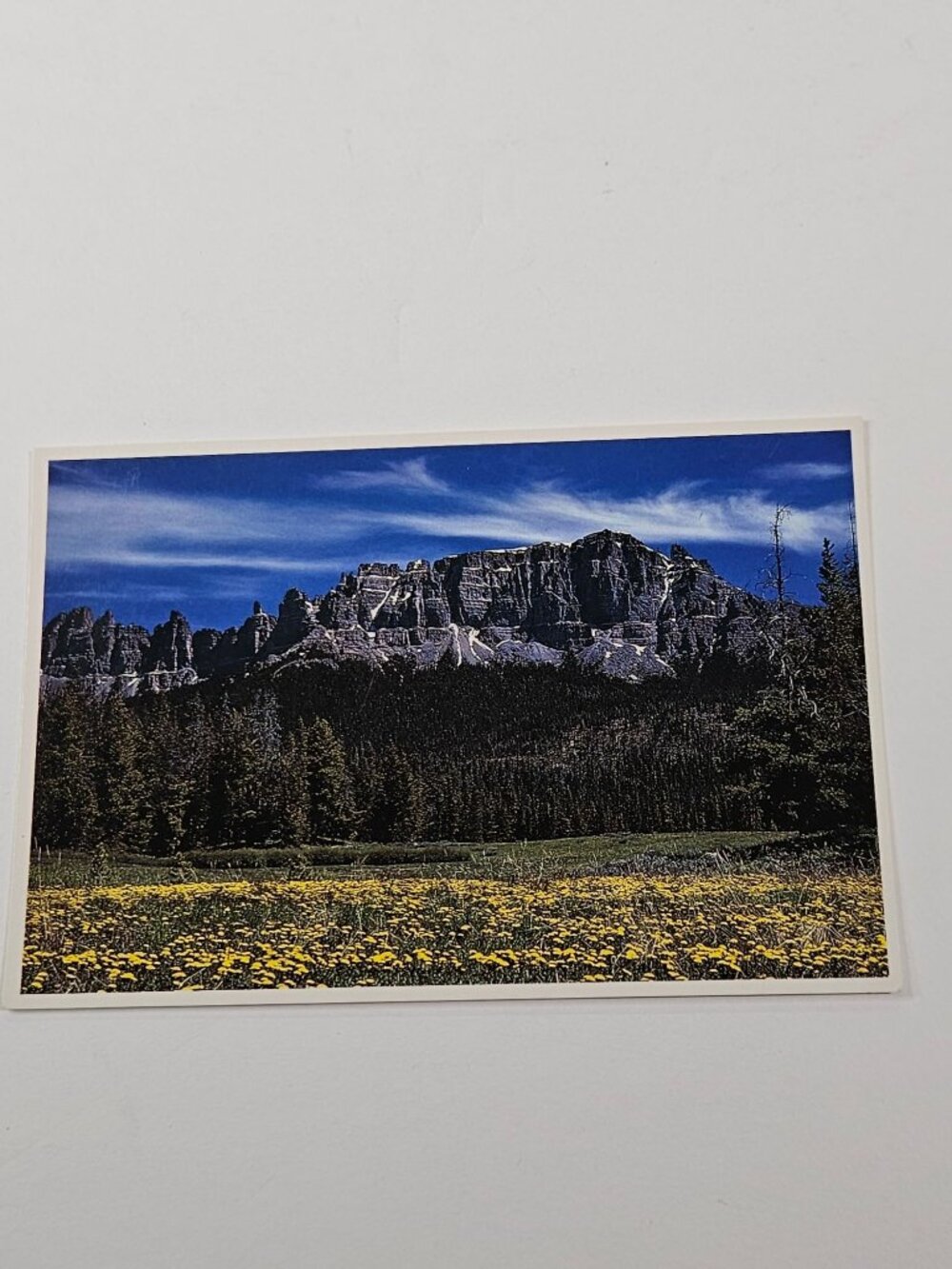 Rocky Mountain Wildflowers Postcard